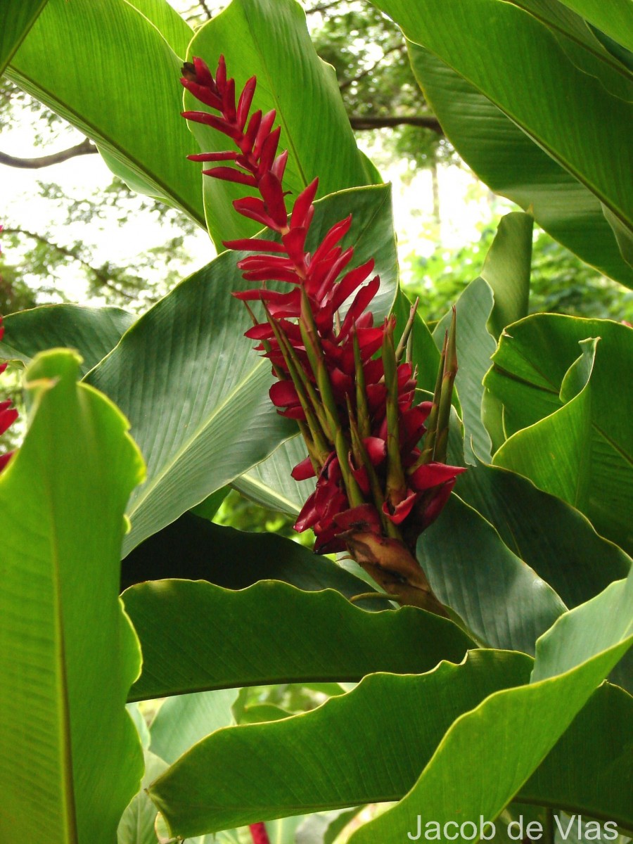 Alpinia purpurata (Vieill.) K.Schum.